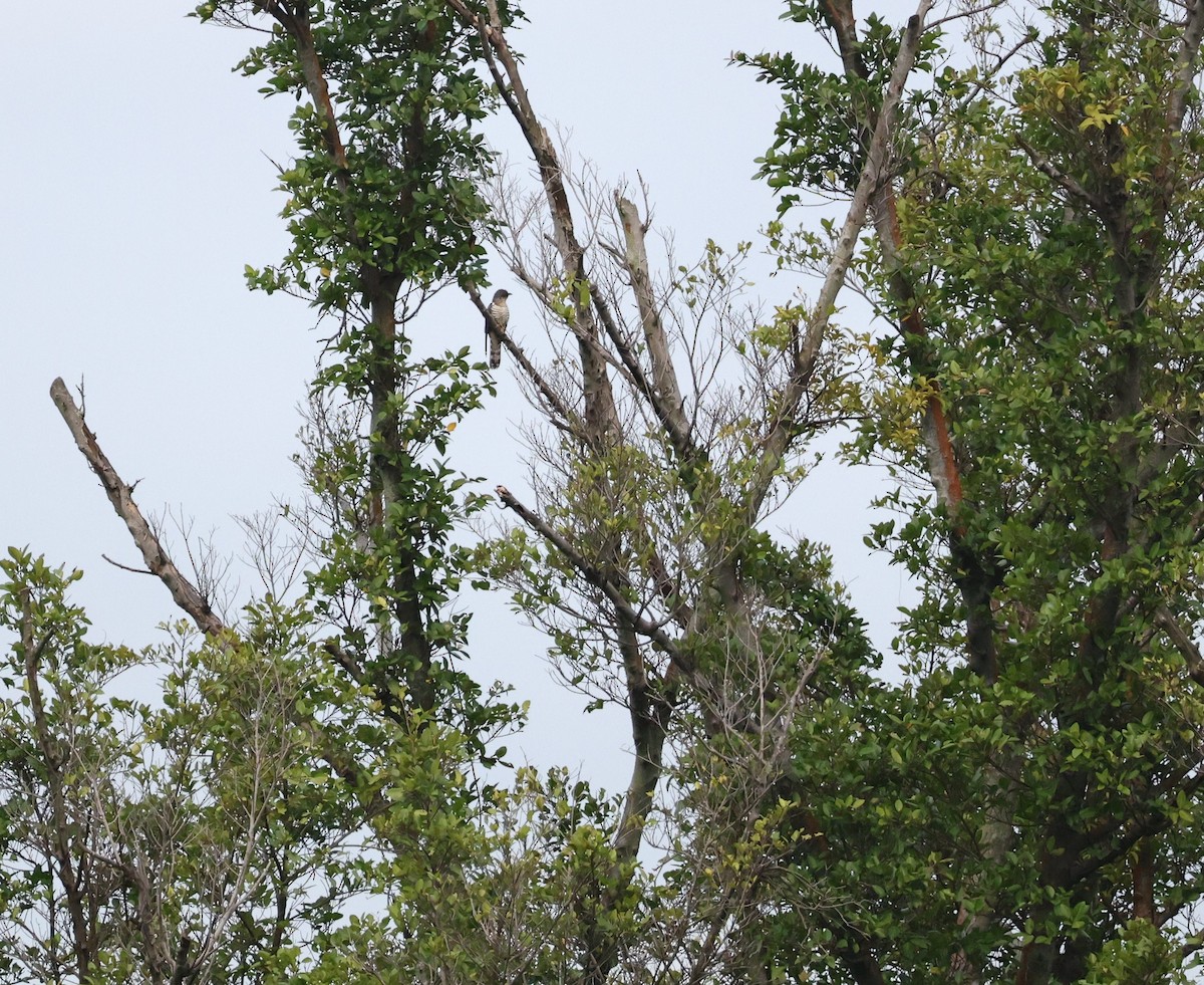 קוקיה Cuculus בלתי-מזוהה - ML645385574