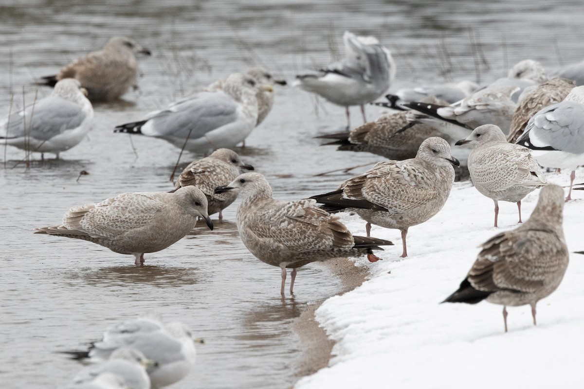grønlandsmåke (thayeri) (eskimomåke) - ML645385582