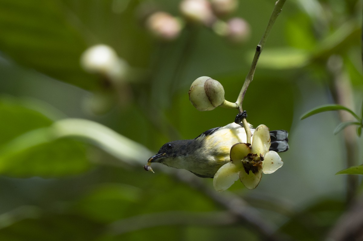 hvitbrystblomsterfugl - ML645385584