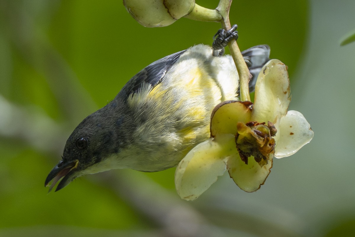 hvitbrystblomsterfugl - ML645385585