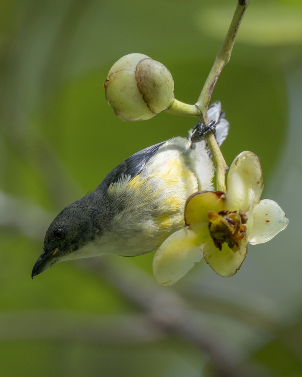 hvitbrystblomsterfugl - ML645385586