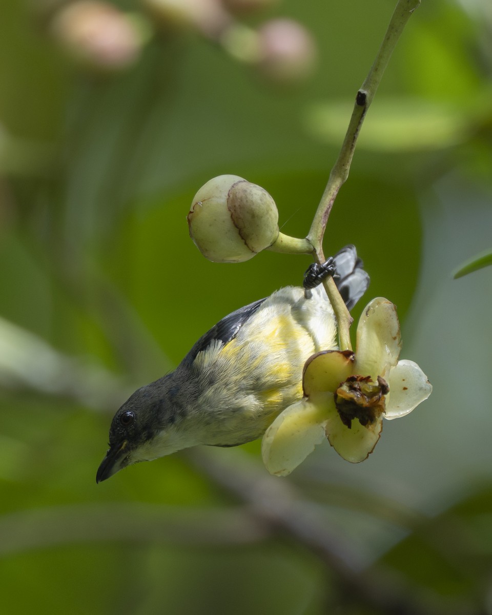 hvitbrystblomsterfugl - ML645385587