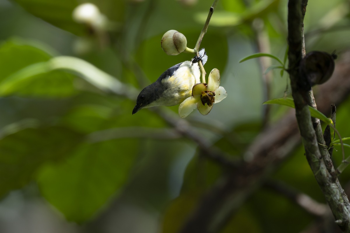 hvitbrystblomsterfugl - ML645385588