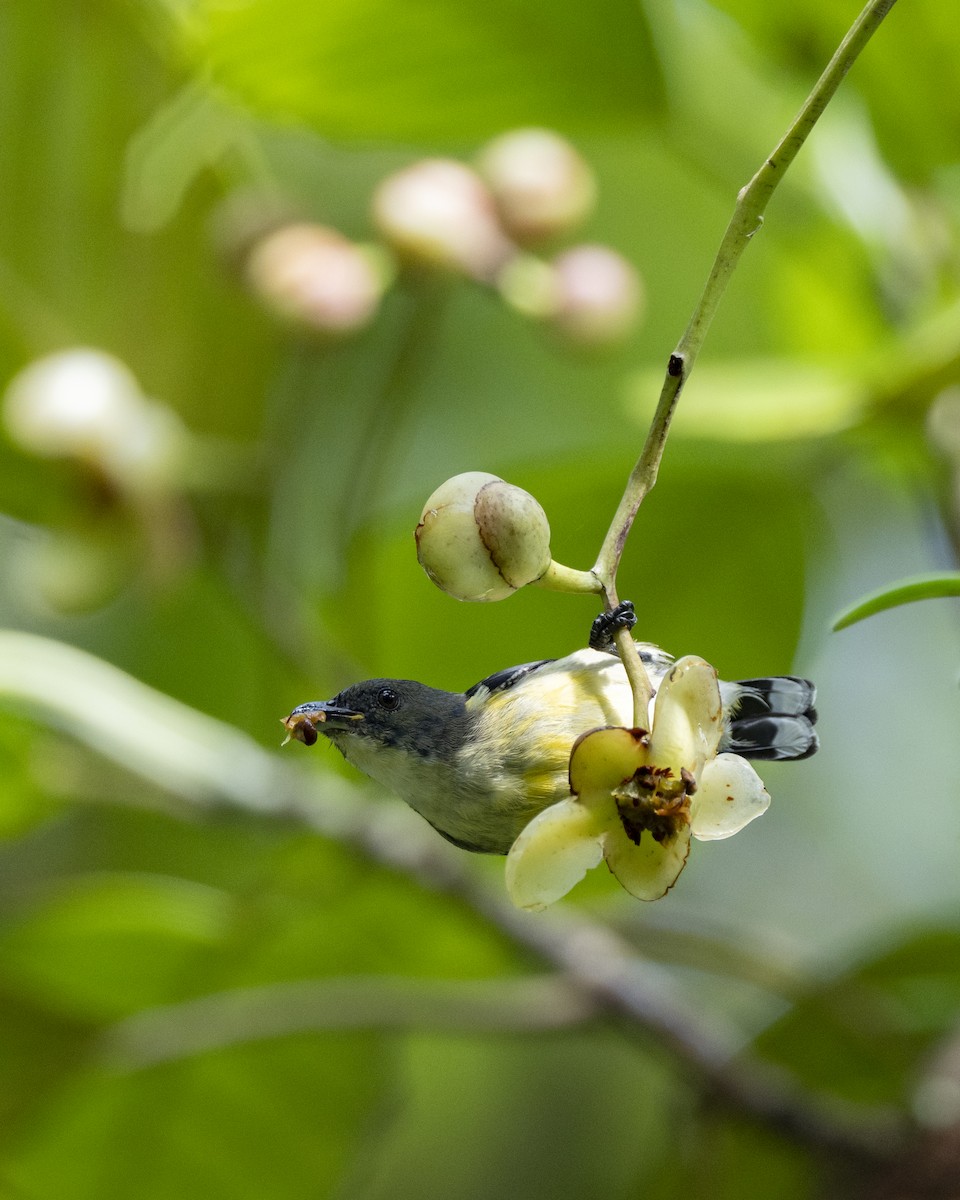 hvitbrystblomsterfugl - ML645385589