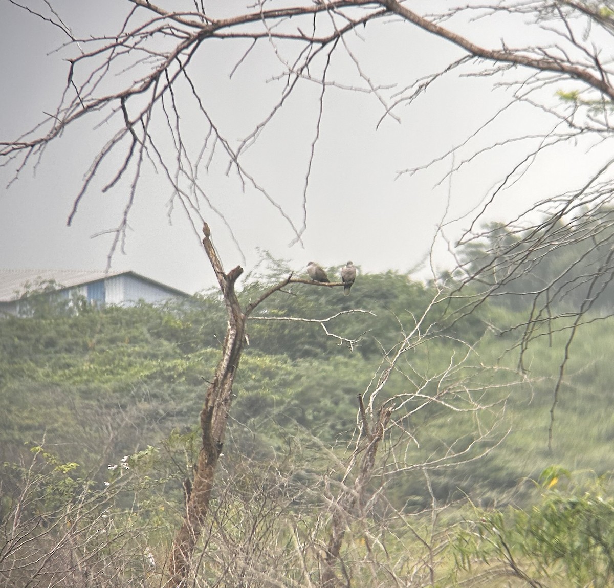 tyrkerdue - ML645385593