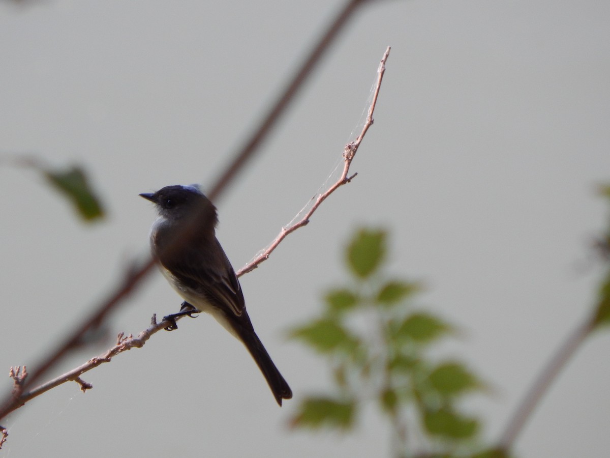 gråfibi - ML645385594