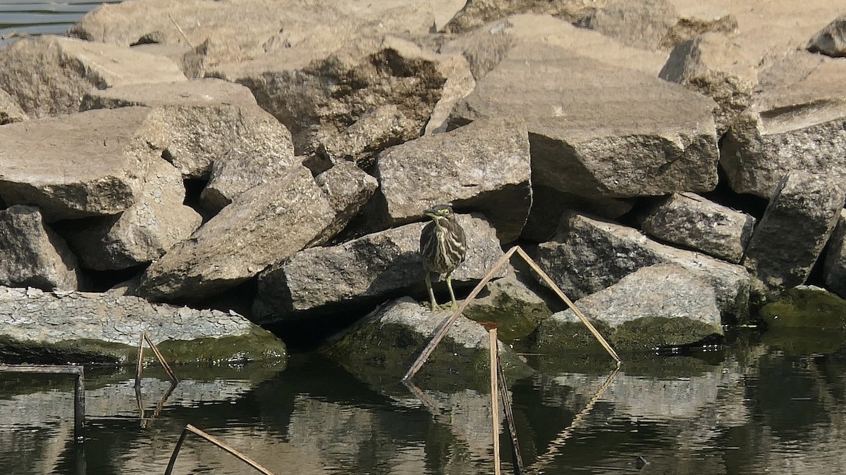 småhegre - ML645385595