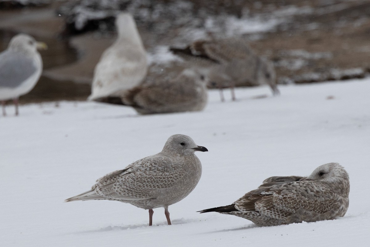 grønlandsmåke (kumlieni) - ML645385598