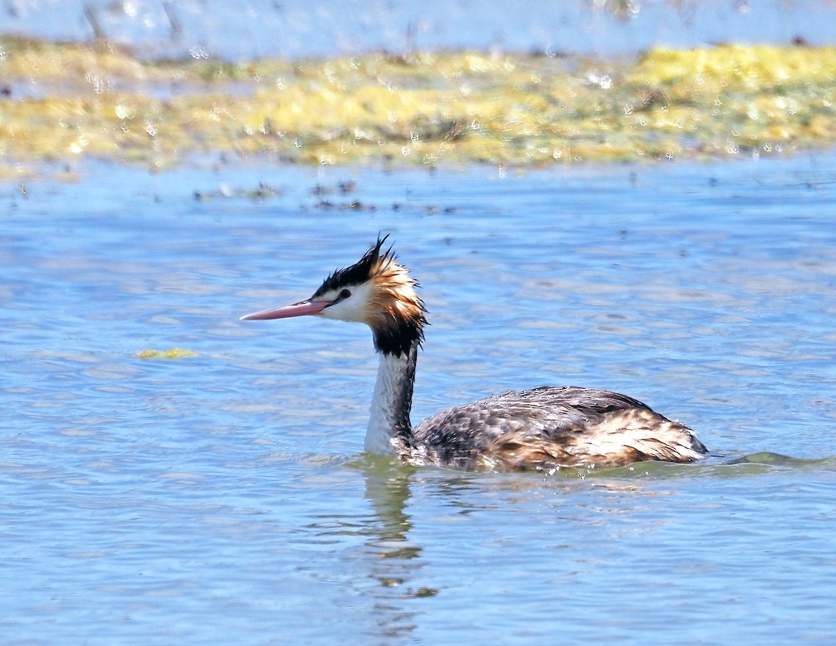 toppdykker - ML645385599