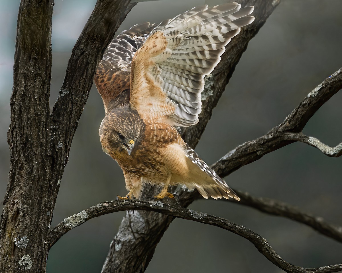 rødvingevåk - ML645385600