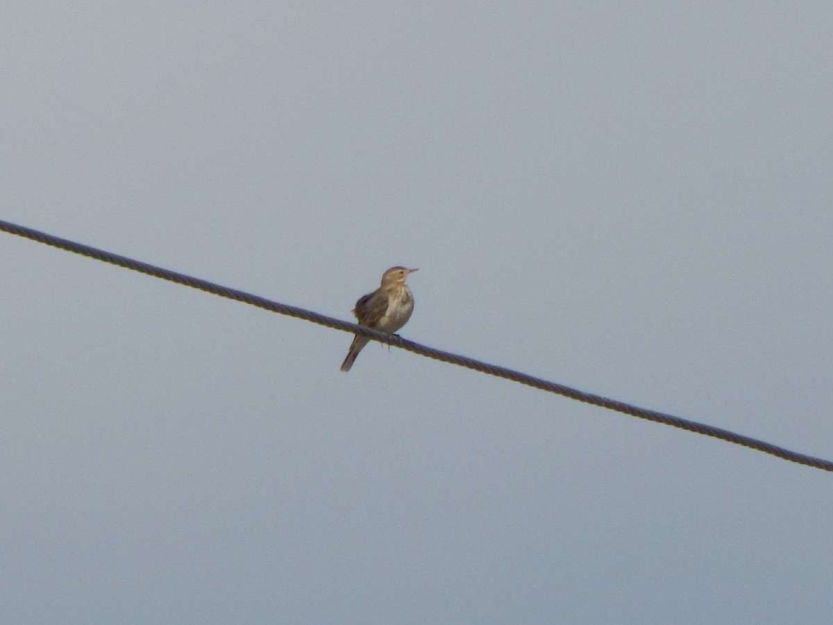 kanadapiplerke - ML645385601