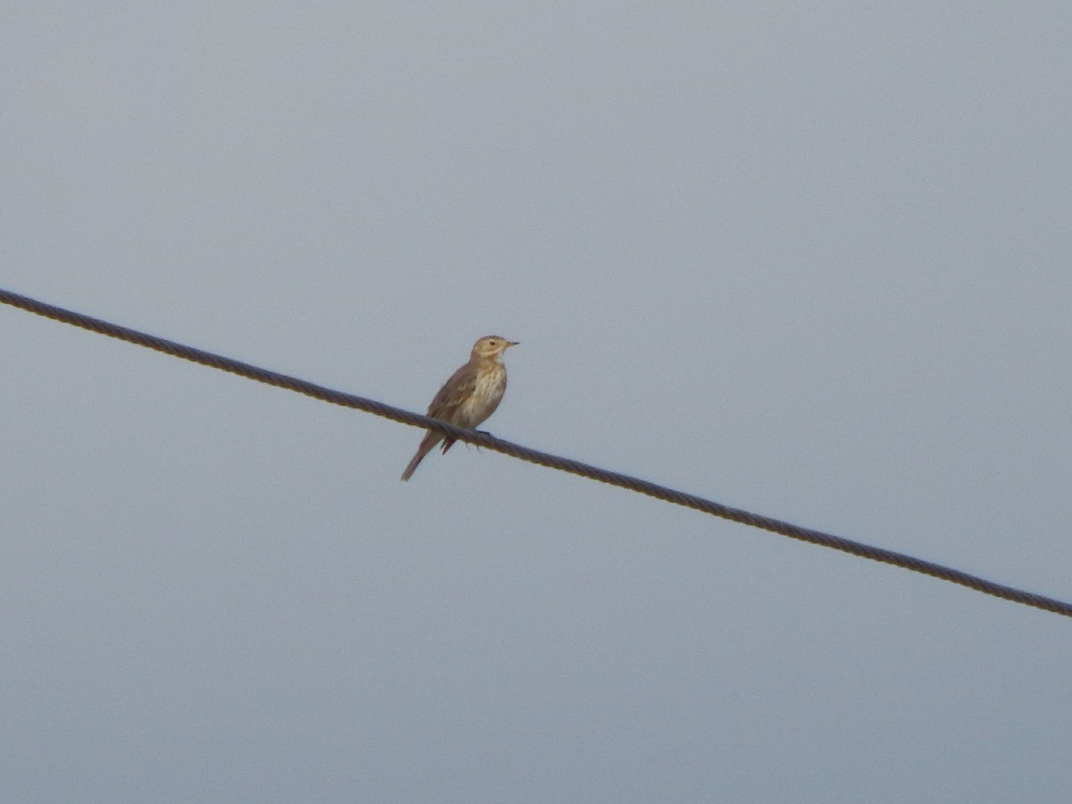 kanadapiplerke - ML645385603