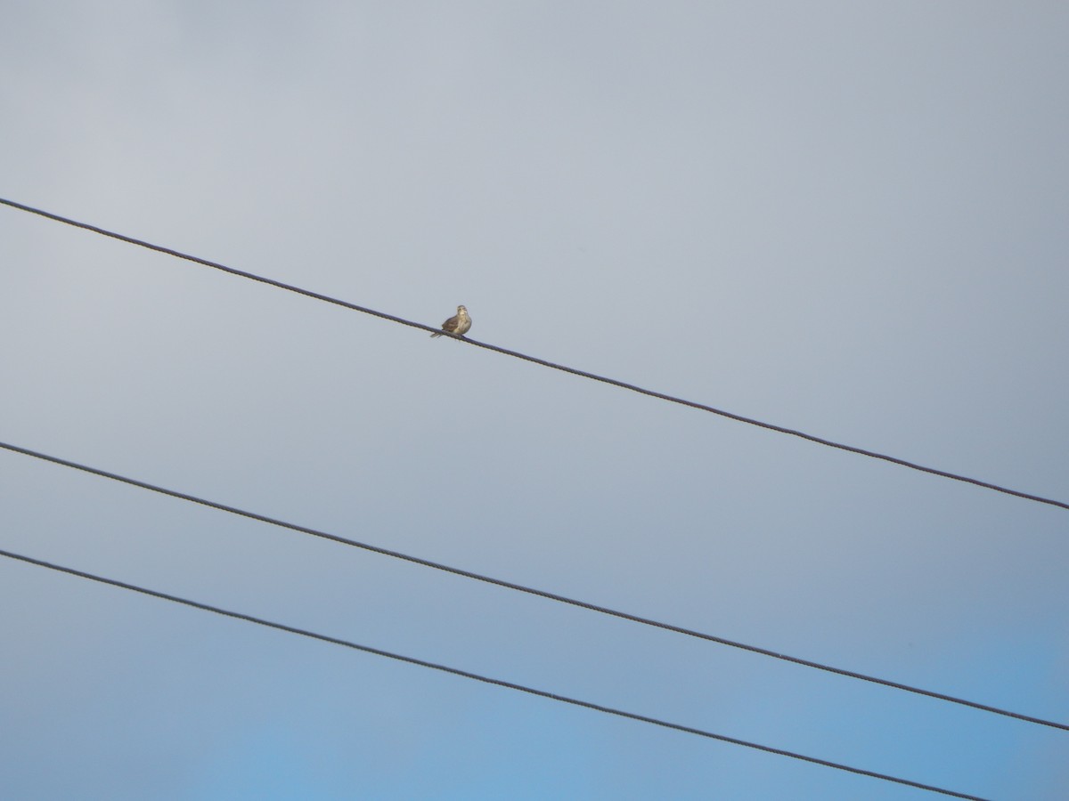 kanadapiplerke - ML645385604