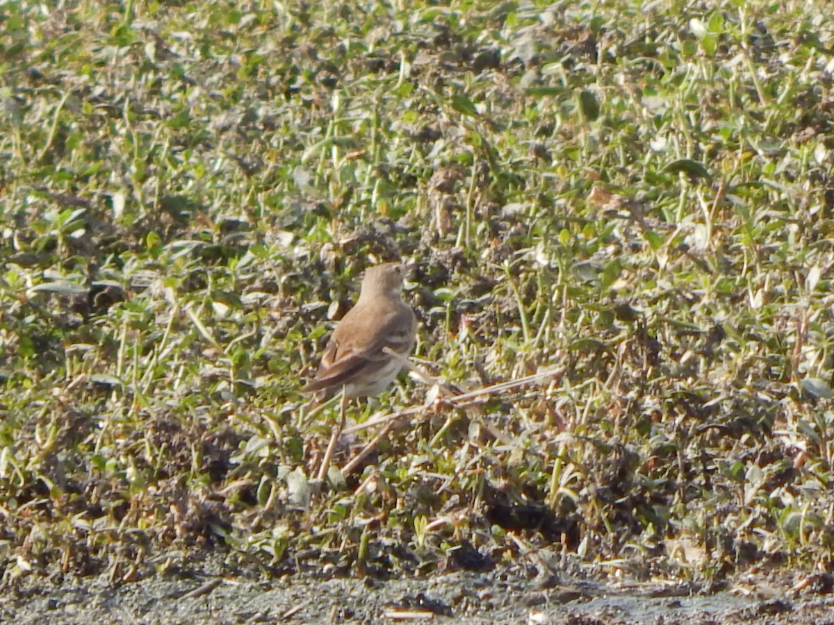 kanadapiplerke - ML645385605