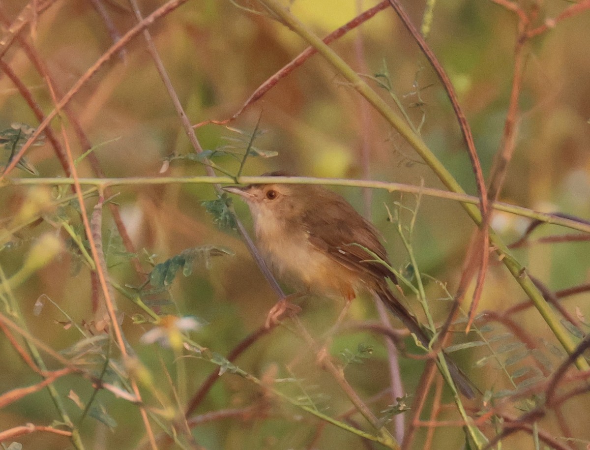 gråprinia - ML645385608