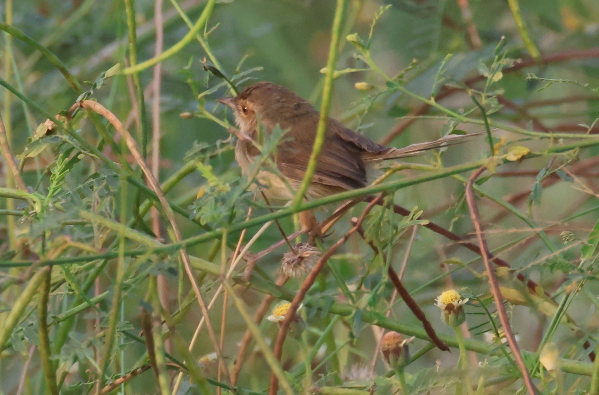 gråprinia - ML645385609