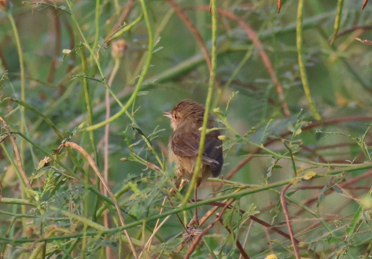 gråprinia - ML645385610