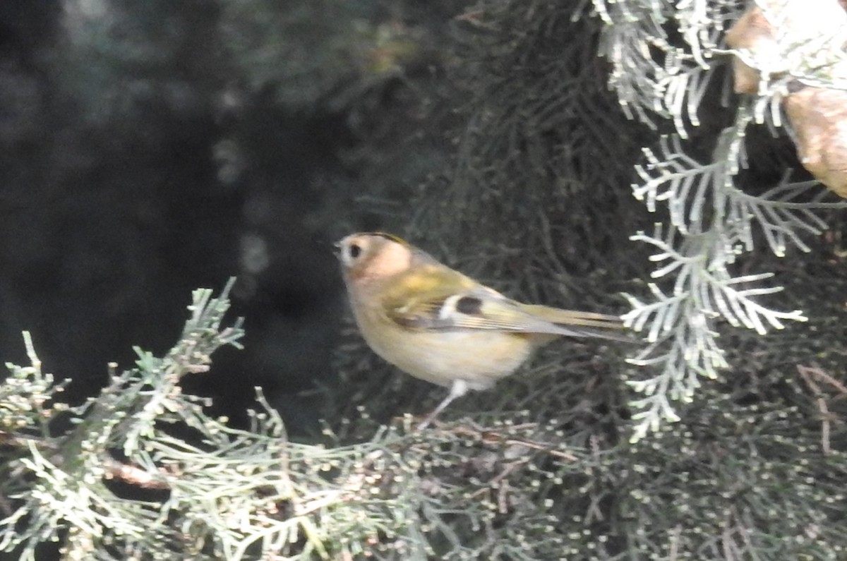 fuglekonge - ML645385611