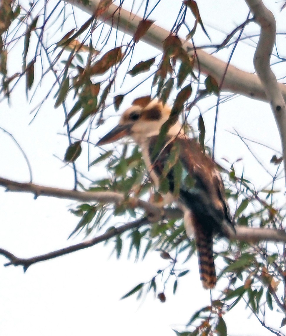 latterkokaburra - ML645385612