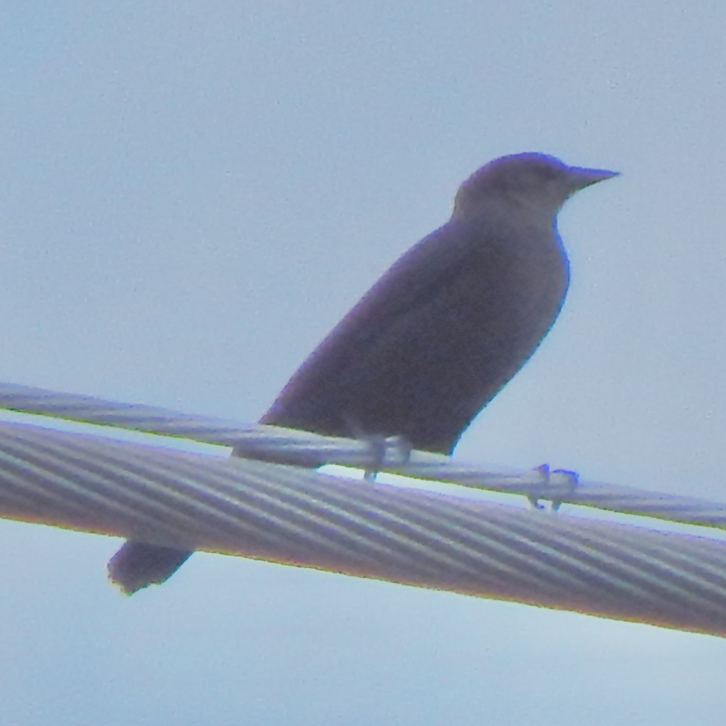 purpurhodetrupial - ML645385613