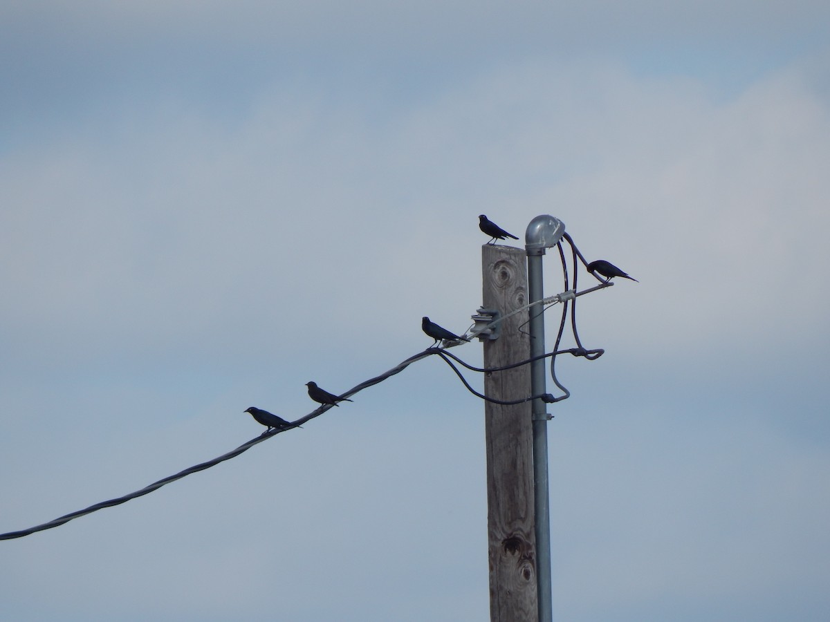 purpurhodetrupial - ML645385614