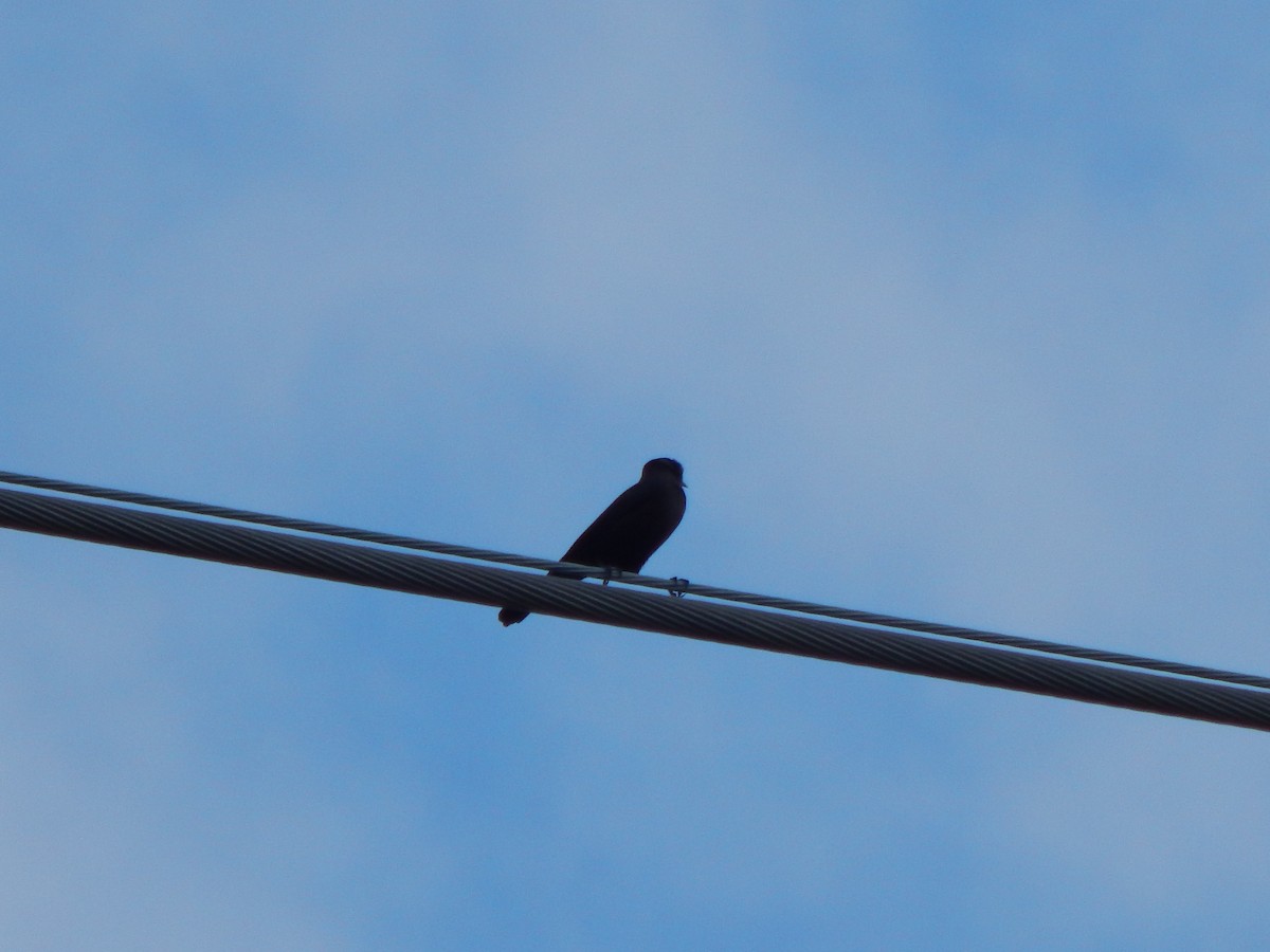 purpurhodetrupial - ML645385615