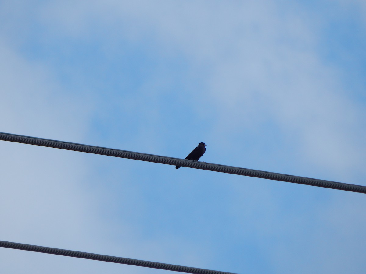 purpurhodetrupial - ML645385616