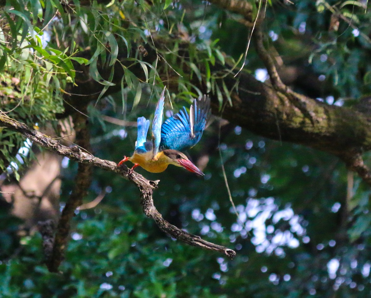 Stork-billed Kingfisher - ML645385619
