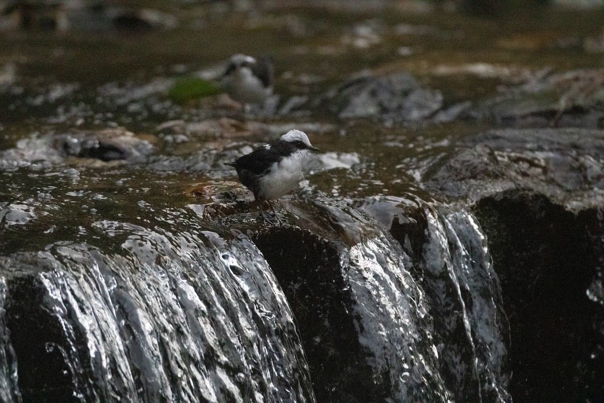 White-capped Dipper - ML645385632