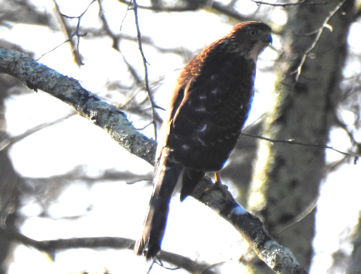 Яструб чорноголовий - ML645385634