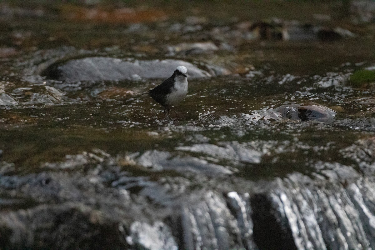 White-capped Dipper - ML645385637
