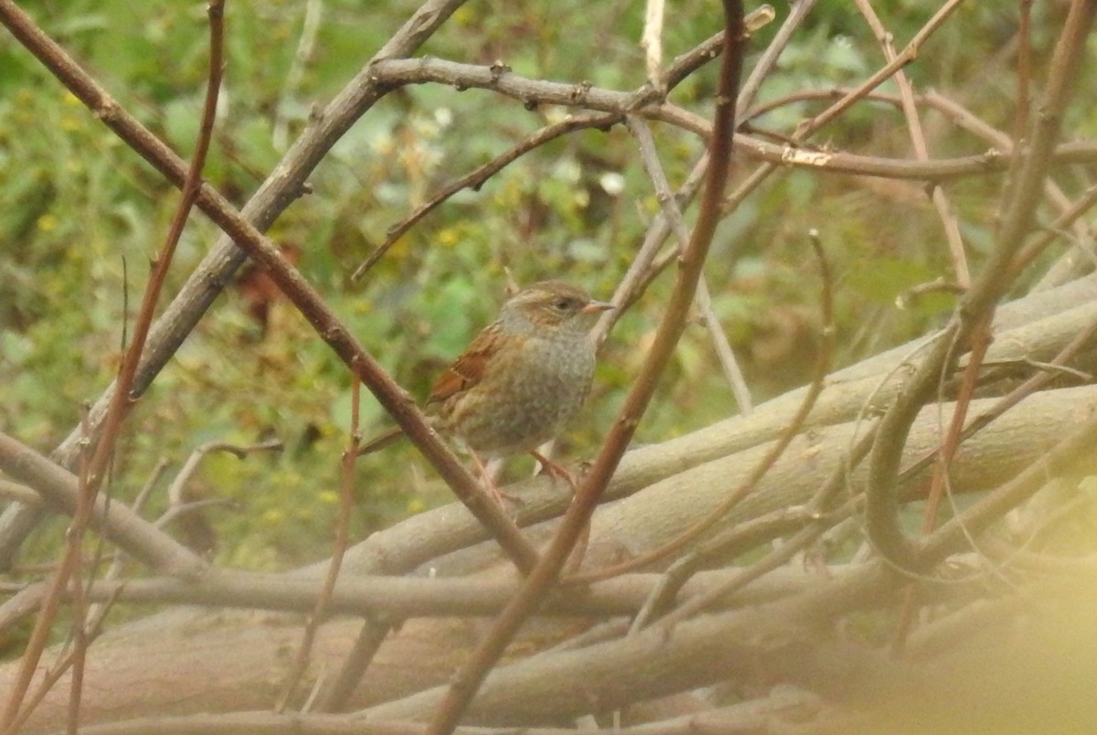 Accenteur mouchet - ML645385665