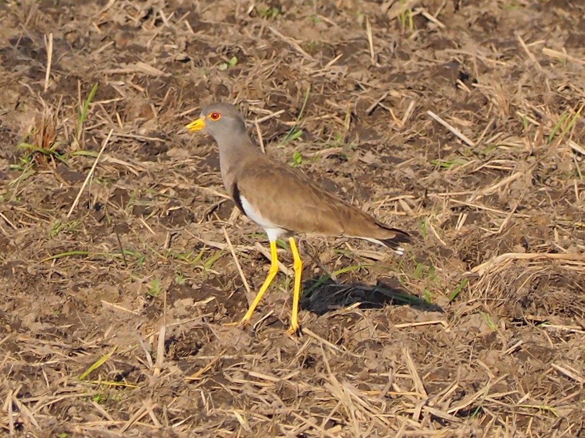 Gray-headed Lapwing - ML645385698