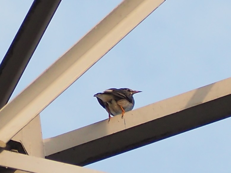White-cheeked Starling - ML645385704
