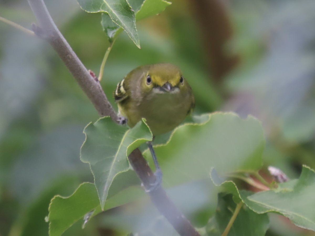 White-eyed Vireo - ML645385708