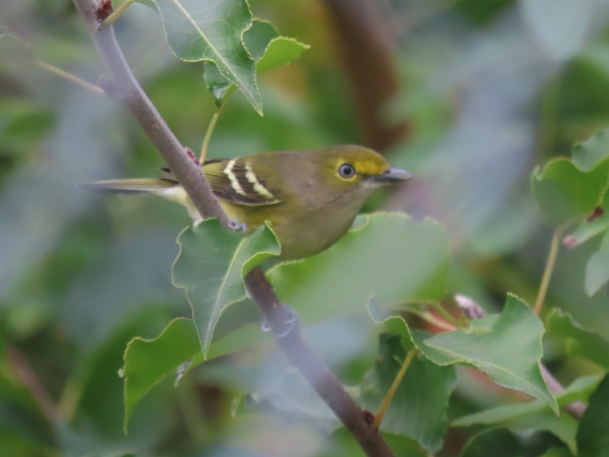 White-eyed Vireo - ML645385709
