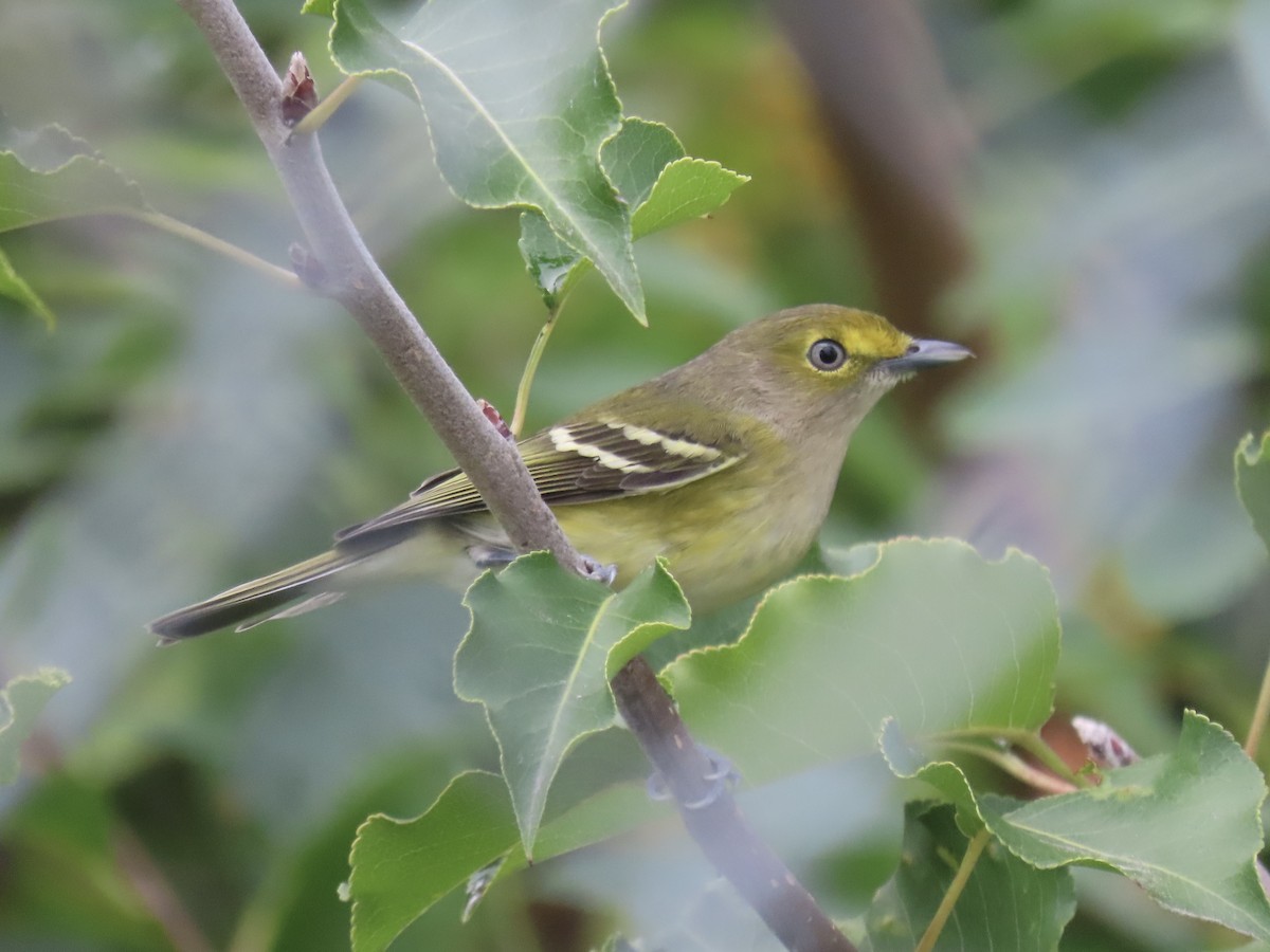 White-eyed Vireo - ML645385710