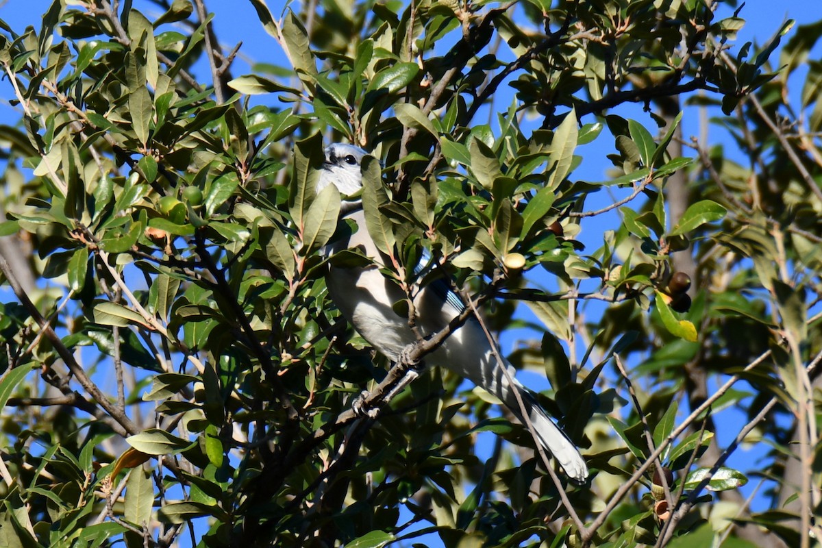 Blue Jay - ML645385727