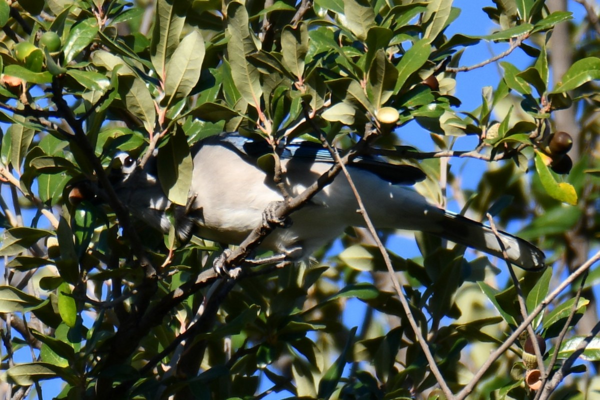 Blue Jay - ML645385728