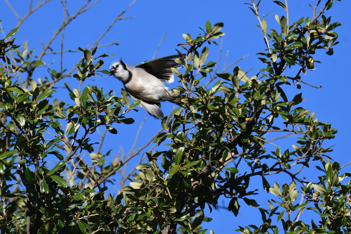 Blue Jay - ML645385729