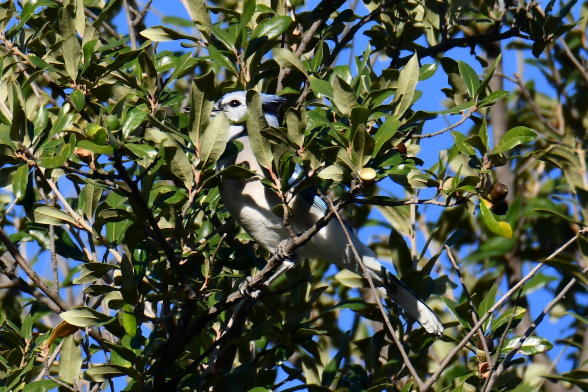 Blue Jay - ML645385730