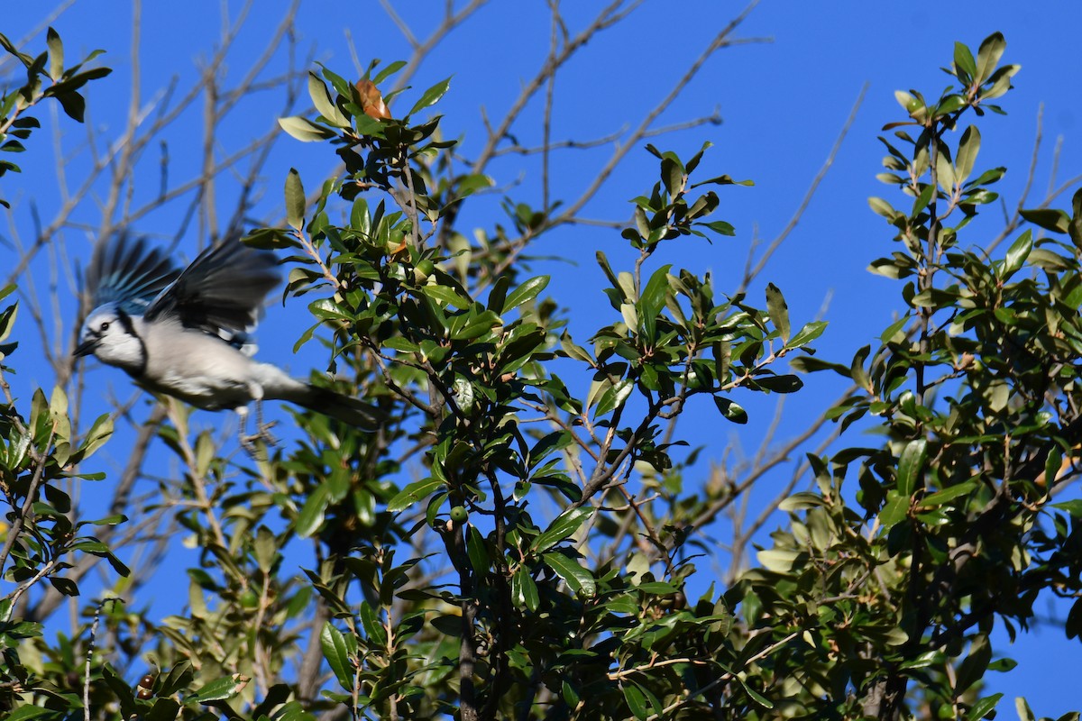 Blue Jay - ML645385731