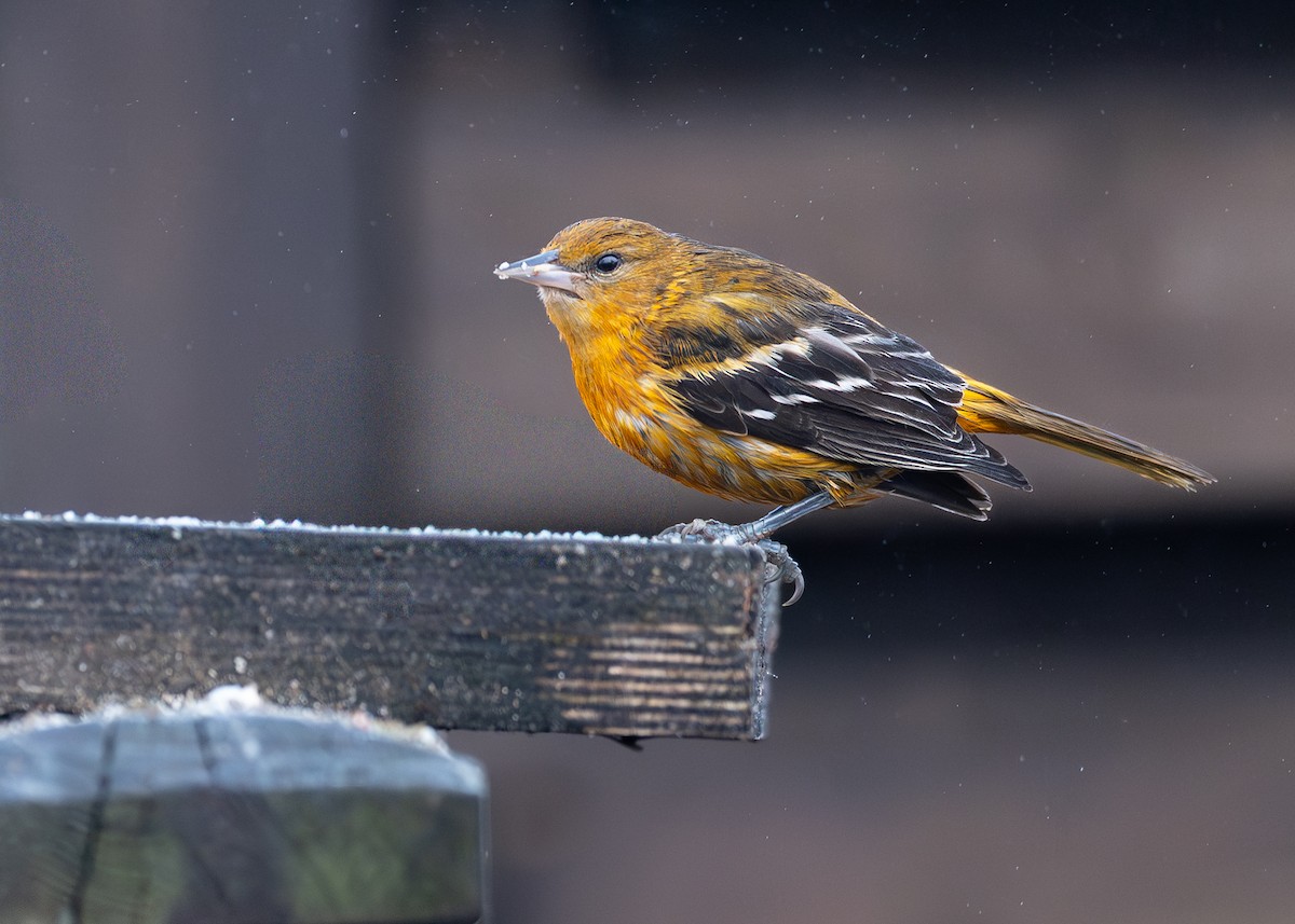 Балтиморский трупиал - ML645385750