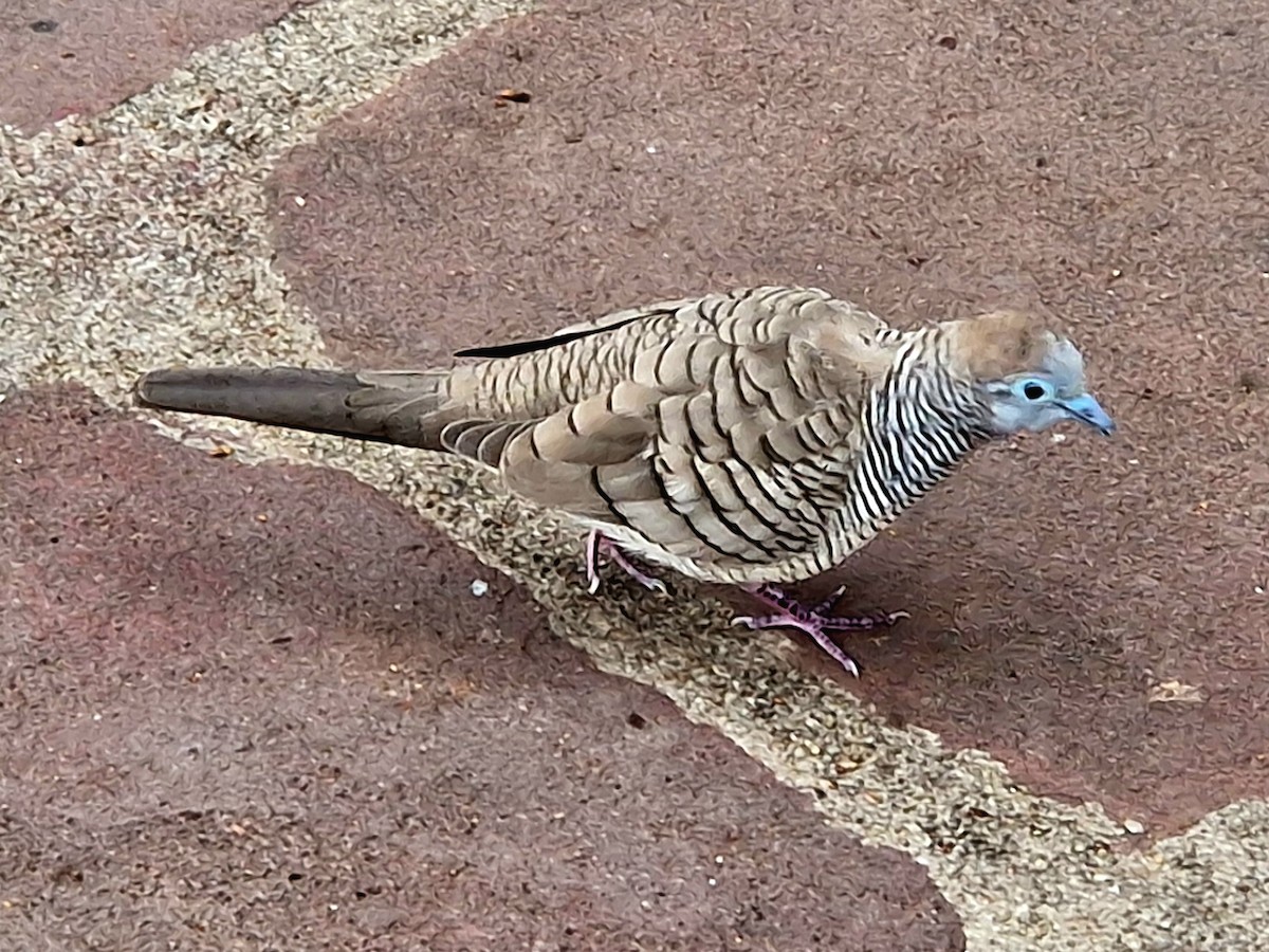 Zebra Dove - ML645385754