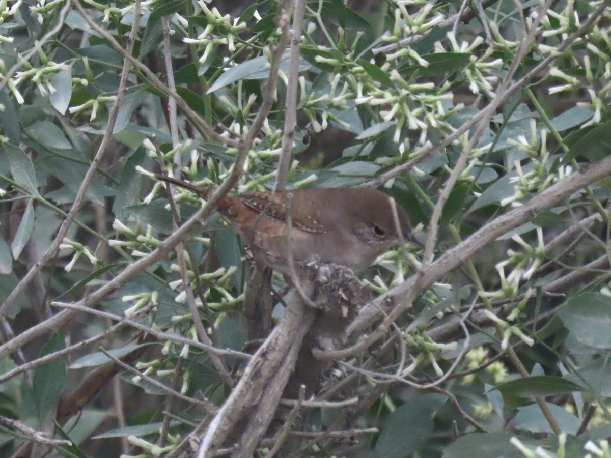 Northern House Wren - ML645385756