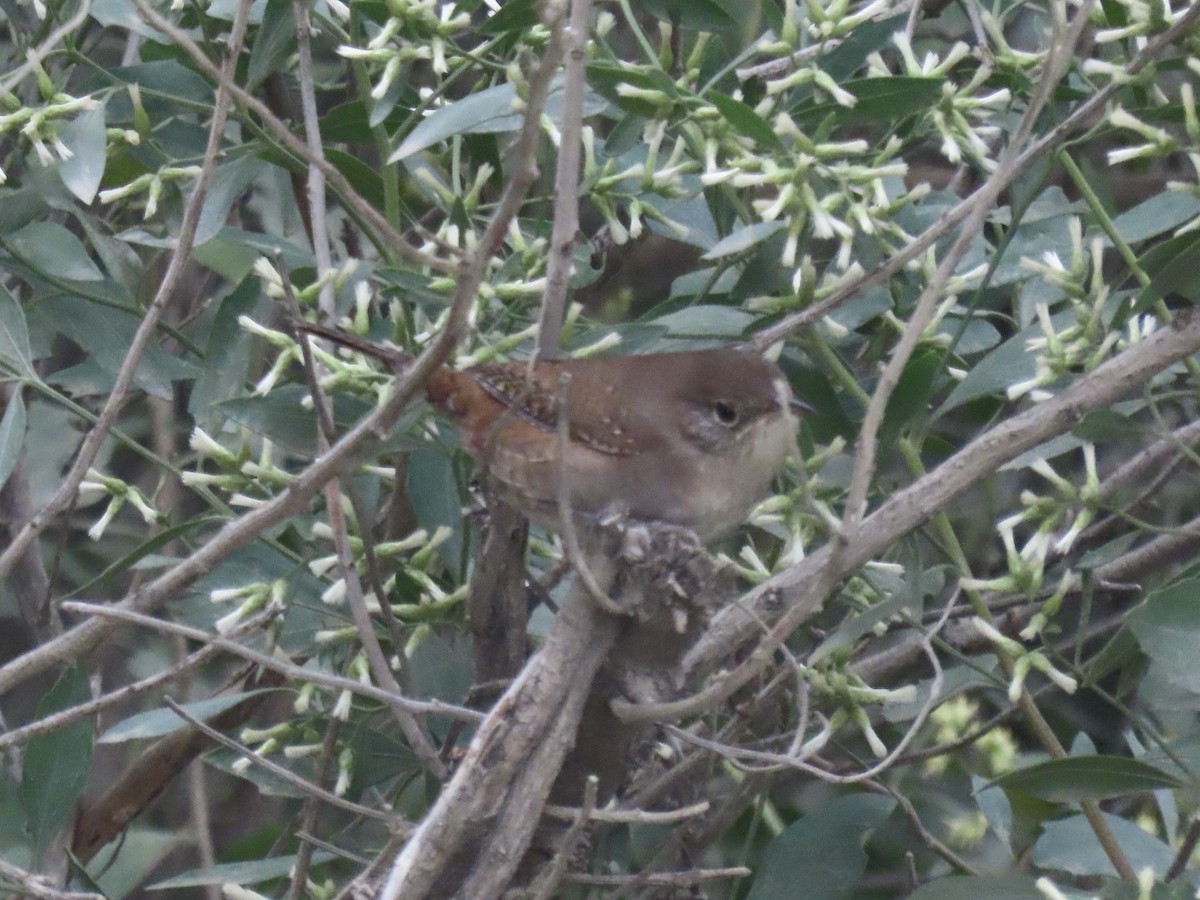 Northern House Wren - ML645385757