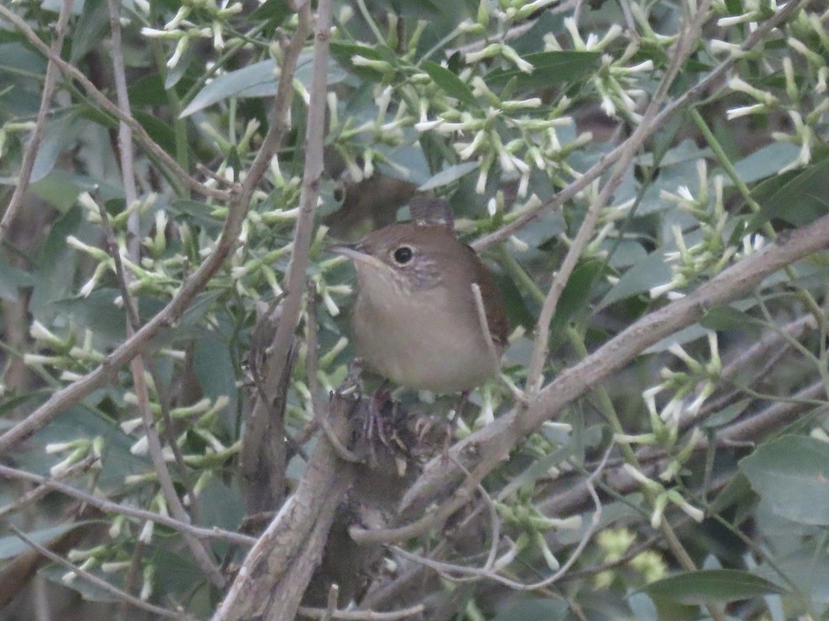 Northern House Wren - ML645385758