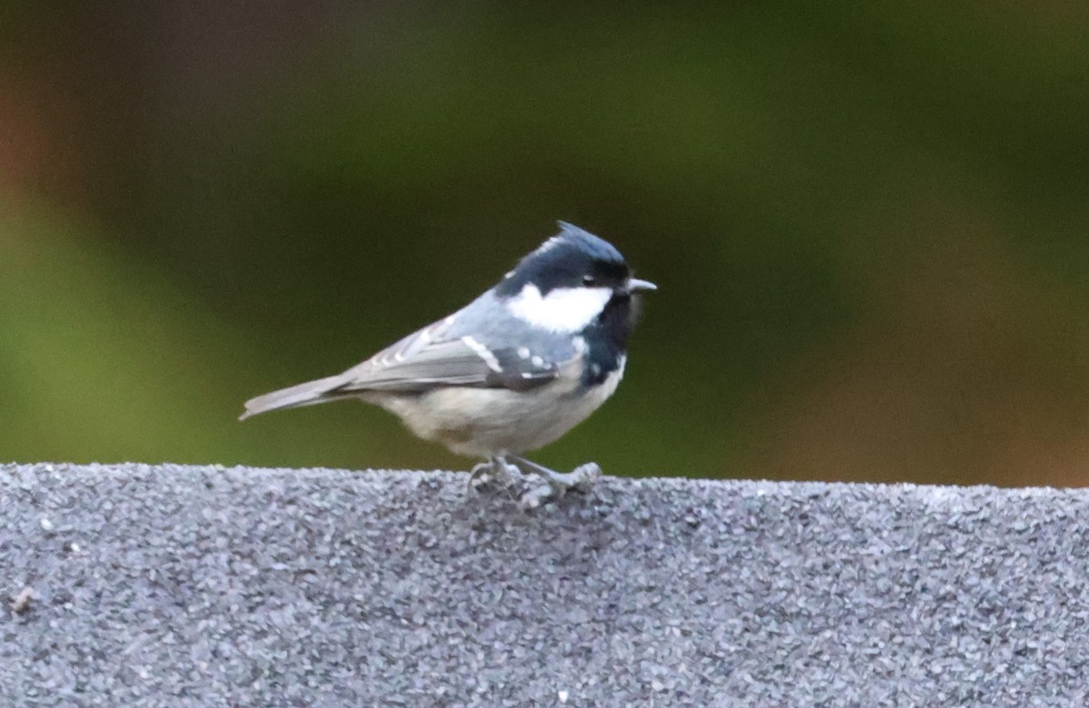 Coal Tit - ML645385762