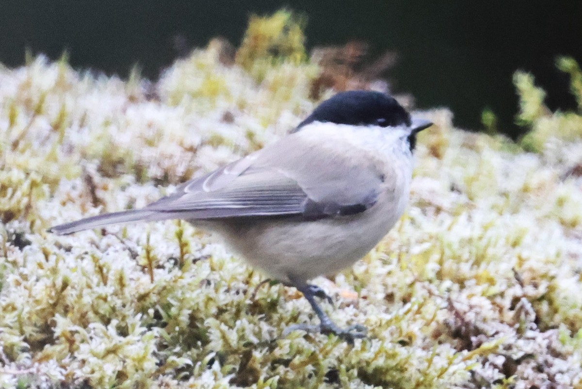 Marsh Tit - ML645385767