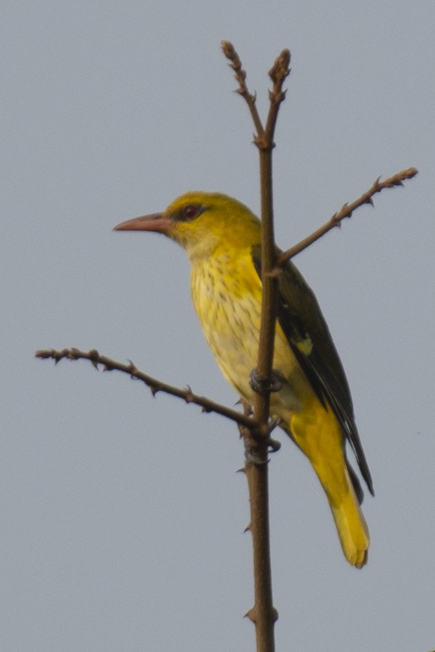 Indian Golden Oriole - ML645385770